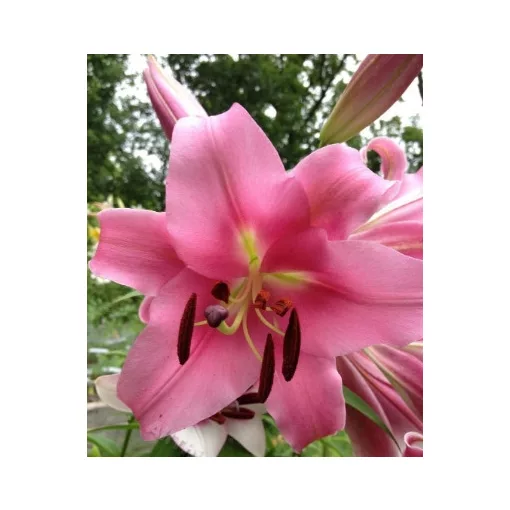 Lilium Valdosta - Lilium