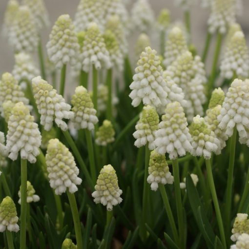 Muscari azureum Album - Fürtös gyönyike