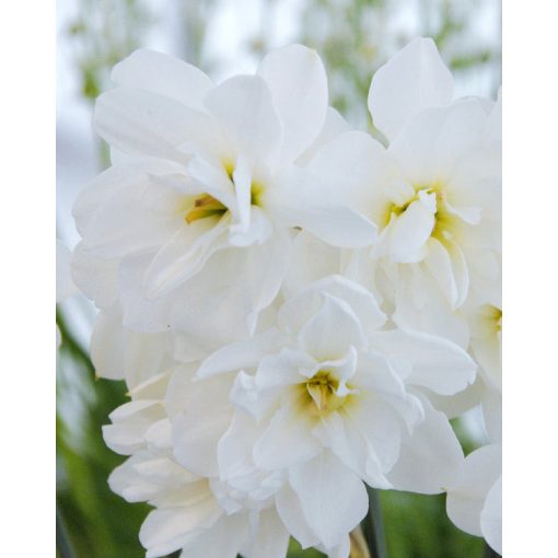 Narcissus Albus Plenos Odoratus (12/+) - Nárcisz