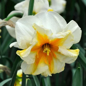 Narcissus Delta (12/+) - Nárcisz