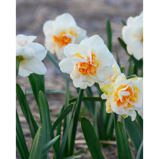 Narcissus Fragrant Spring (12/+) - Nárcisz