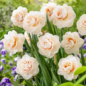 Narcissus Gay Kybo (12/+) - Nárcisz