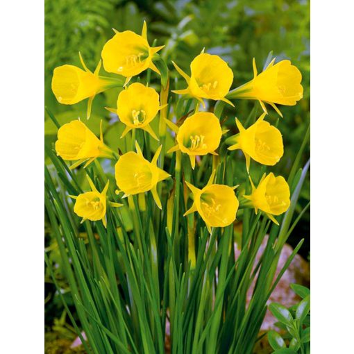 Narcissus Golden Bells (12/+) - Nárcisz