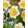 Narcissus Happy Smiles (12/+) - Nárcisz