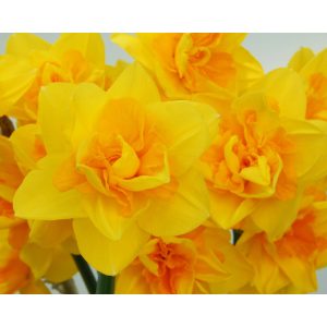 Narcissus Queens Day (12/+) - Nárcisz