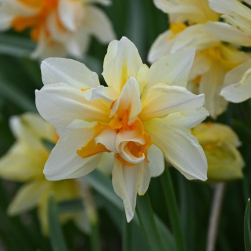 Narcissus Richard Bennet (12/+) - Nárcisz