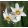 Narcissus Tommys White (12/+) - Nárcisz