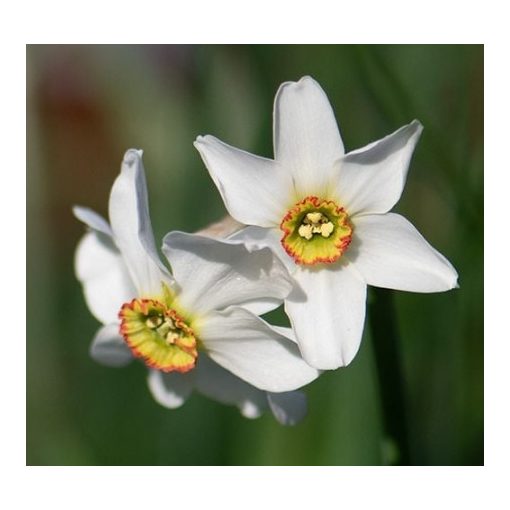 Narcissus Tommys White (12/+) - Nárcisz