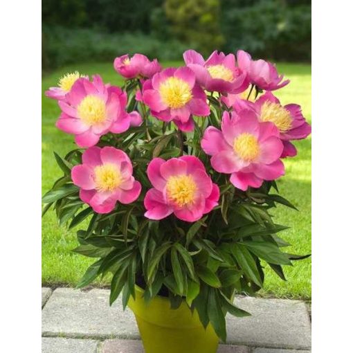 Paeonia Kiev - Sásliliom