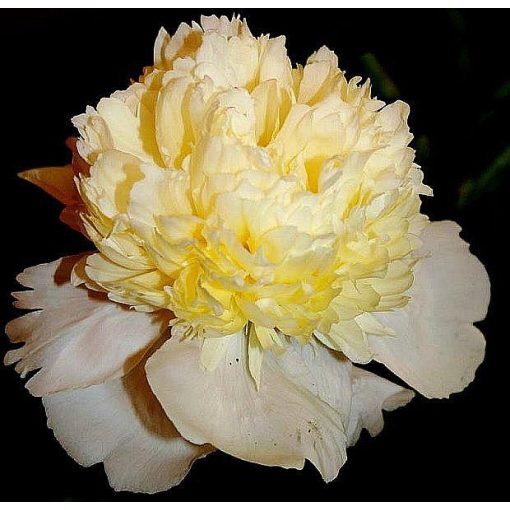 Paeonia Laura Dessert - Sásliliom