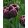 Tulipa Alexander Pushkin (11/+) - Tulipán