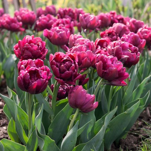 Tulipa Alison Bradley (11/+) - Tulipán