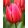 Tulipa Aphrodite (11/+) - Tulipán