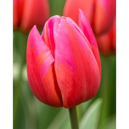 Tulipa Aphrodite (11/+) - Tulipán