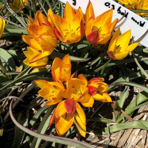 Tulipa aucheriana Jara
