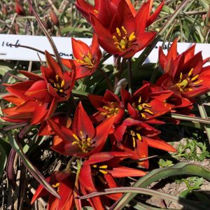 Tulipa aucheriana Mara
