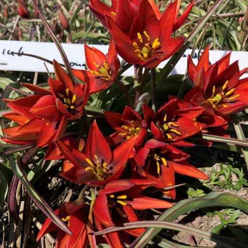 Tulipa aucheriana Mara