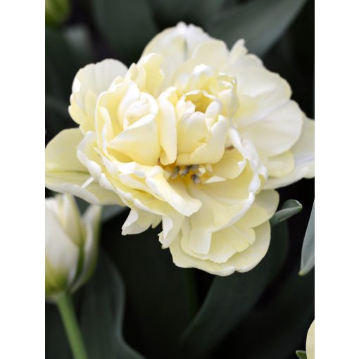 Tulipa Avant Garde (11/+) - Tulipán
