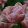 Tulipa Beachberry (11/+) - Tulipán