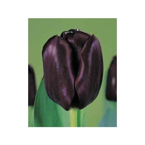 Tulipa Black Jack (11/+) - Tulipán