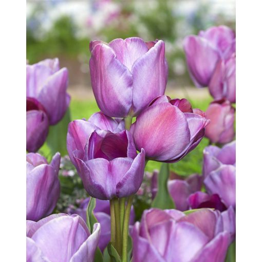 Tulipa Blue Heaven (11/+) - Tulipán