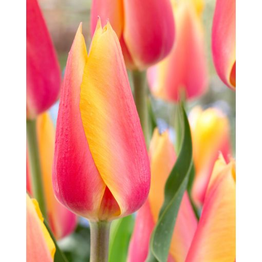 Tulipa Blushing Beauty (11/+) - Tulipán