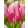 Tulipa Bojangles (11/+) - Tulipán