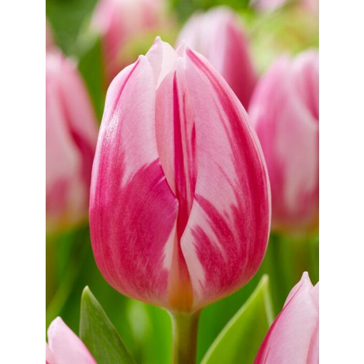 Tulipa Bojangles (11/+) - Tulipán