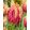 Tulipa Callahan (11/+) - Tulipán