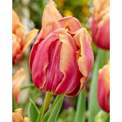 Tulipa Callahan (11/+) - Tulipán