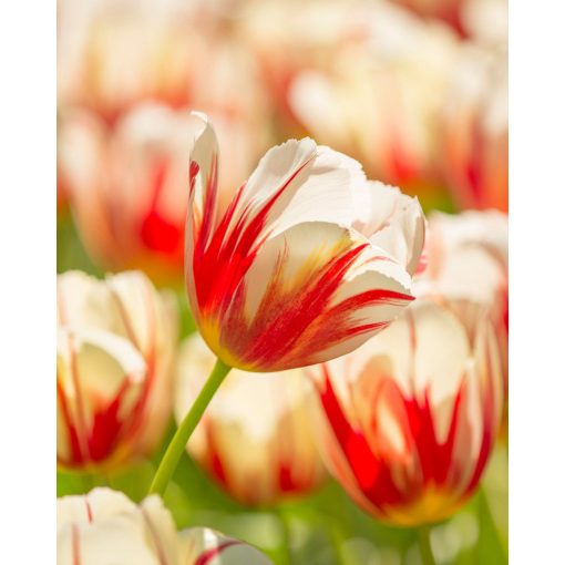 Tulipa Carnaval de Rio (11/+) - Tulipán