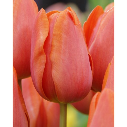 Tulipa Charade (11/+) - Tulipán