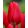 Tulipa Cherry Delight (11/+) - Tulipán