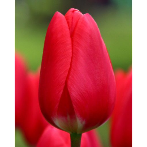 Tulipa Cherry Delight (11/+) - Tulipán