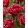 Tulipa Cranberry Thistle (11/+) - Tulipán