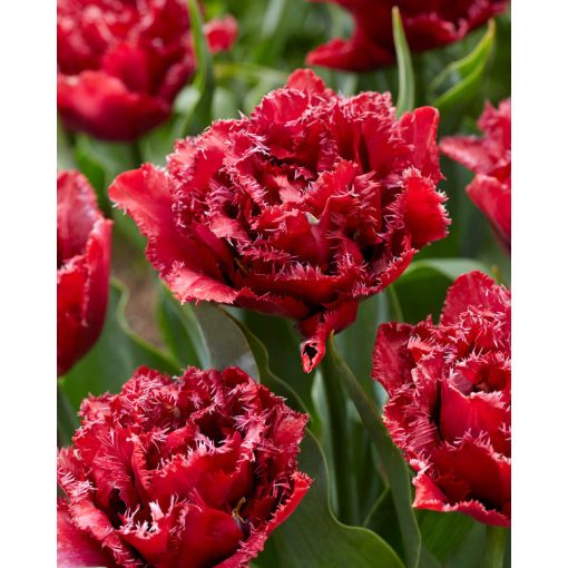 Tulipa Cranberry Thistle (11/+) - Tulipán
