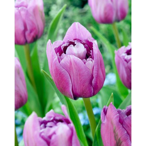 Tulipa Dancing Passion (11/+) - Tulipán