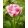 Tulipa Double Shake (11/+) - Tulipán