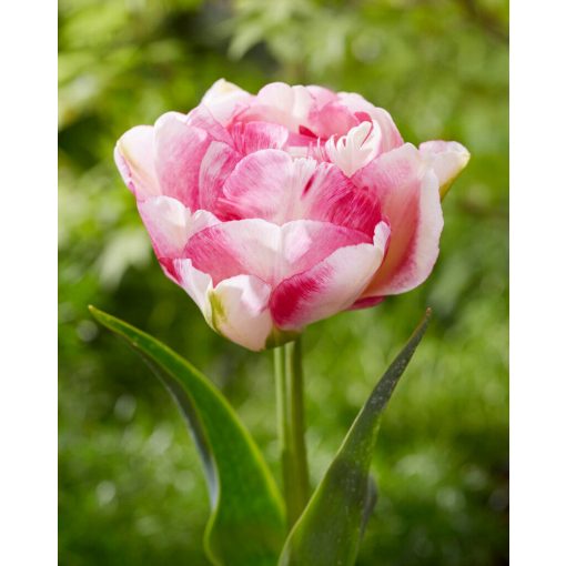 Tulipa Double Shake (11/+) - Tulipán