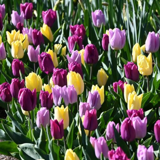 Tulipa Dynamic Sun (11/+) - Tulipán