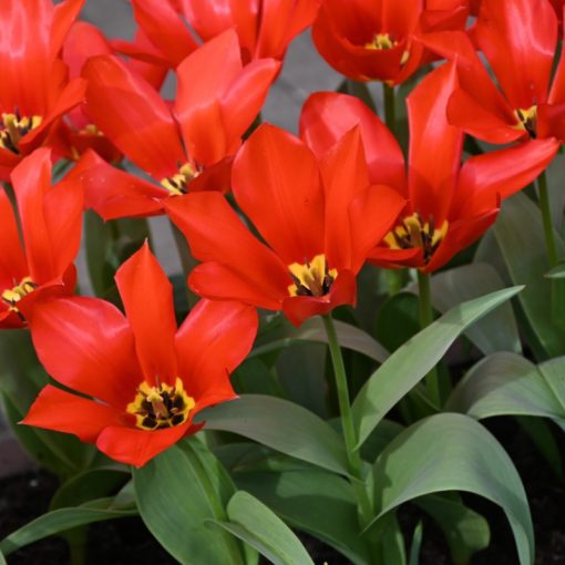 Tulipa eichleri Clare Benedict (11/+) - Tulipán