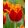 Tulipa Fabio (11/+) - Tulipán