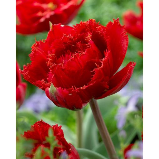Tulipa Fiery Dream (11/+) - Tulipán