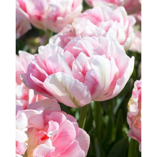 Tulipa Finola (11/+) - Tulipán