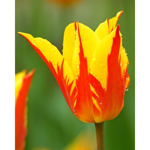 Tulipa Fireworks (11/+) - Tulipán