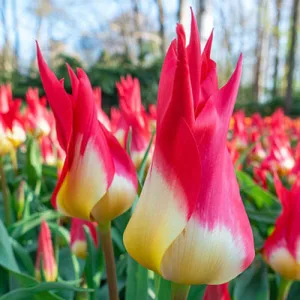 Tulipa Flames Mystery (11/+) - Tulipán
