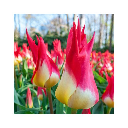 Tulipa Flames Mystery (11/+) - Tulipán