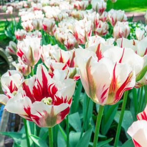 Tulipa Flaming Springgreen (11/+) - Tulipán