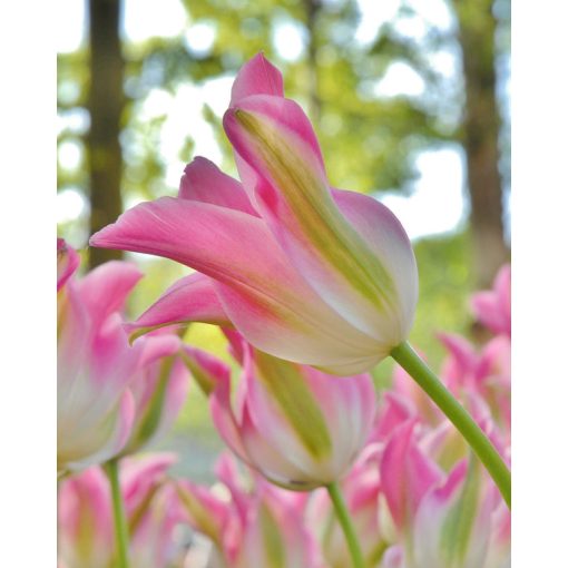 Tulipa Florosa (11/+) - Tulipán