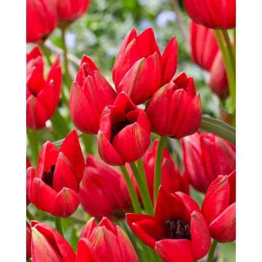 Tulipa Francisca (11/+) - Tulipán